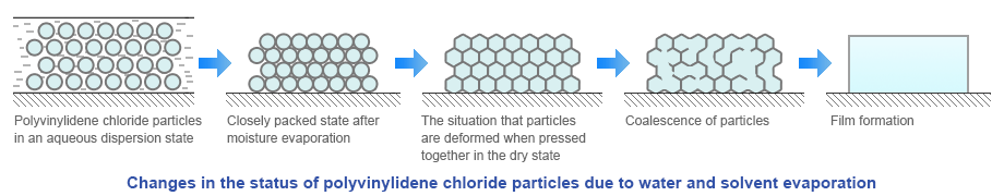 Changes in the status of polyvinylidene chloride particles due to water and solvent evaporation